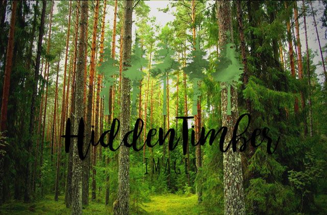 Hidden Timber Images